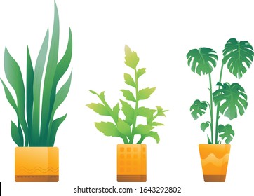Indoor plants, montserrat and others