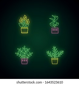Indoor plants neon light icons set. Houseplants. Domesticated ornamental plants. Peace lily, zz plant. Parlor palm, ficus. Signs with outer glowing effect. Vector isolated RGB color illustrations