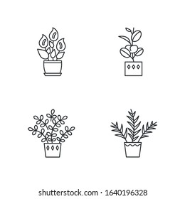 Indoor Plants Pixel Perfect Linear Icons Set. Houseplants. Peace Lily, Zz Plant. Parlor Palm, Ficus. Customizable Thin Line Contour Symbols. Isolated Vector Outline Illustrations. Editable Stroke