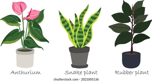 Indoor plants in a pot isolated set include Anthurium Snake plant and Rubber plant