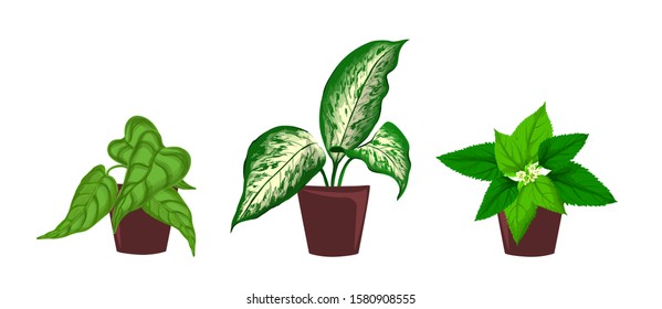 Indoor plants in pots color vector illustrations set. Ficus with green color hand drawn leaves isolated pack. Trendy houseplants in clay pots on white background. Decorative flowers design elements