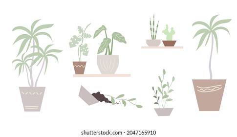 Indoor plants in pots. Palm trees, sansevier, cactus.