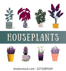 Indoor plants in pots. A set of different flower pots