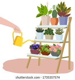 Indoor plants in pots stand on shelves. A hand is watering flowers from a watering can, caring for domestic plants. Vector illustration