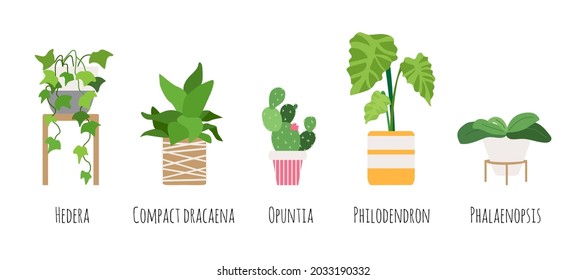 Indoor plants in pots. Urban garden vector collection. Trees in flat style. Phalaenopsis, philodendron, opuntia, dracaena, hedera. Elements for illustration or infographic in magazine, web-site.