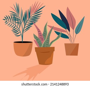 Indoor plants in the pots, vector illustration. On the coral background