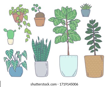 Indoor plants set isolated color illustration in vector