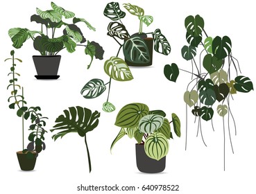 indoor plants set vector. Leaf vector set. set leaf vector. collection of leaves,Line borders Chalkboard Style Hand Drawn Laurels,Plants icons, Vector leaves icon set on white background.