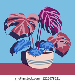  indoor plants in single pot on blue wall