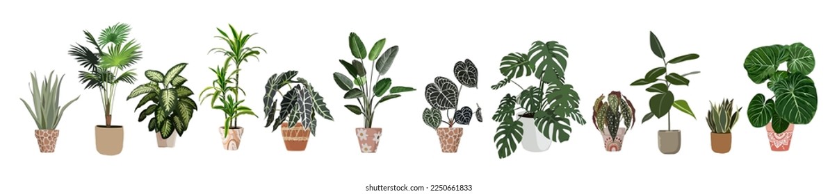 Montaje de ilustraciones vectoriales de plantas interiores. Plantas de casa realistas en ollas hechas a mano. Flores exóticas con tallos y hojas. Ficus, planta de serpientes, ficus, begonia, monstera elementos de diseño botánico aislados.