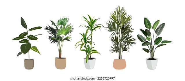 Indoor plants vector illustrations set. Realistic potted house plants in hand made pots. Exotic flowers with stems and leaves. Ficus, monstera, palms isolated botanical design elements.