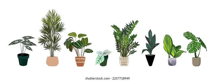 Indoor plants vector illustrations set. Realistic house plants in hand made pots. Exotic flowers with stems and leaves. Palms, monstera, philodendron, ZZ plant isolated botanical design elements.