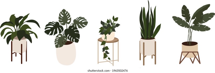 Indoor pot plant set. Different types of house plants in ceramic and plastic pots.  Ficus, monstera, protea  in various pot, vase. Plants in the Scandinavian style. Flat vector cartoon illustration