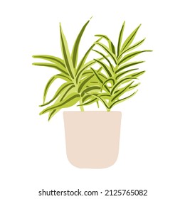 Indoor potted plant dracaena song of india illustration