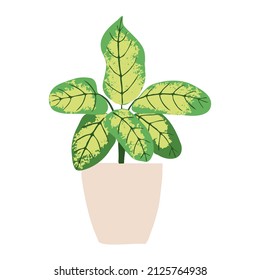 Indoor potted plant dumb cane illustration