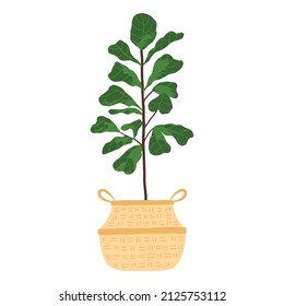 Indoor potted plant fiddle leaf fig tree illustration