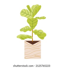 Indoor potted plant fiddle leaf fig illustration