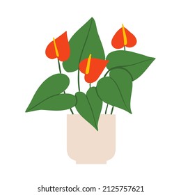 Indoor potted plant flaming flower illustration