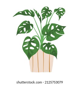 Indoor potted plant monstera adansonii illustration