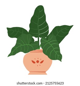 Indoor potted plant philodendron elephant ear illustration