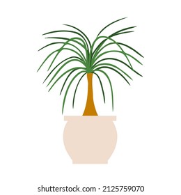 Indoor Potted Plant Ponytail Palm Illustration