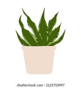 Indoor potted plant sansevieria whitney illustration