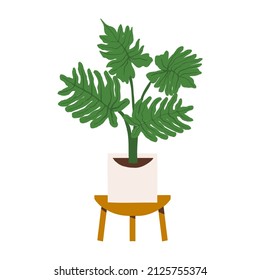 Indoor potted plant tree philodendron silloum illustration