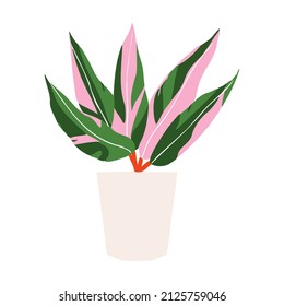 Indoor potted plant tricolor stromanthe illustration