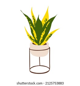 Indoor potted snake plant golden flame illustration