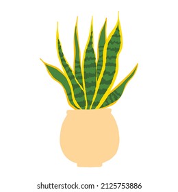 Indoor potted snake plant laurentii illustration