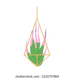 Indoor potted tilandsia airplant illustration