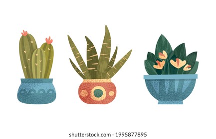 Indoor Succulent Plants in Pots Set, Home or Office Cozy Interior Design Flat Vector Illustration