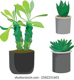 indoor succulents plants like aloe, cactus, echeveria plants, decorative plants,artificial plants, pot plants, vector, 