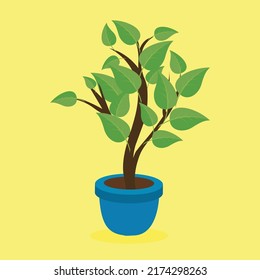 indoor tree in a flower pot