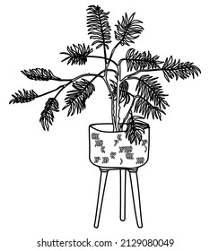 Indoor tree in a flowerpot. California pepper tree (Schinus molle). Indoor plant vector doodle illustration. Line hand drawn art.