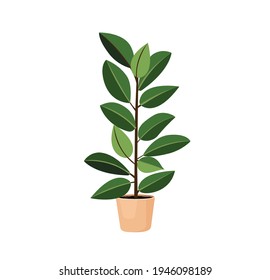 Indoor tree plant ficus rubber in a pot for home, office, premises decor. Illustration isolated on white background. Trendy home decor with plants, urban jungle