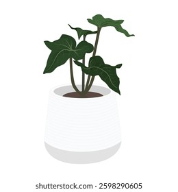 Indoor tree in a pot isolated on white background. tree houseplant for home and office.