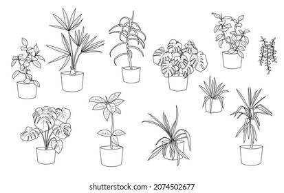  Esbozo interior de planta, línea de bolígrafo. Silueta de colección hermosas plantas ornamentales en macetas para jardín y hogar, ficus, aloe, Yucca, monstera, color negro aislado en blanco. Ilustración del vector 