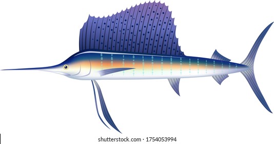 Indo-Pacific sailfish isolated on the white background