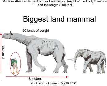 Indricoteri Was More Bigger Than Elephant Biggest  Fossil Mammal In History Of Earth