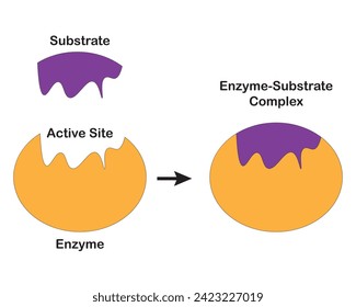  In das induzierte Fitnessmodell der Enzyme eingeführte Enzyme: Im induzierten fit-Modell werden die beiden Aktivpositionen des Substrats bis zur vollständigen Bindung des Substrats an das Enzym konformatorisch verändert. Sperren und Schlüssel 