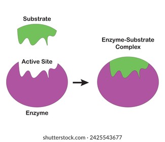  Induced fit model of Enzymes, In the induced fit model, both the substrate enzyme’s active site undergoes conformational changes up until the substrate is fully attached to the enzyme. Lock and key 