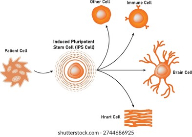 Induced Pluripotent Stem Cell (IPS Cell) Science Design Vector Illustration Diagram