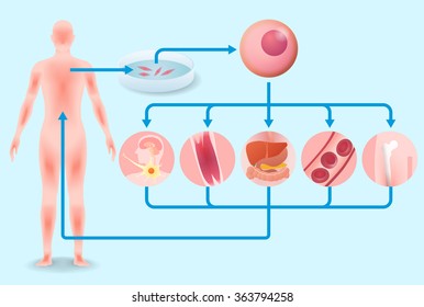 Induced Pluripotent Stem Cell (iPS Cell) And Regenerative Medicine, Vector Illustration