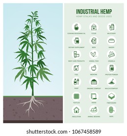 Industrial Hemp Cultivation, Products And Uses, Vector Infographic With Icons