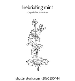 Inebriating or intoxicating mint (lagochilus inebrians), medicinal plant. Hand drawn botanical vector illustration