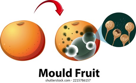 Inedible decomposed apple with mould illustration