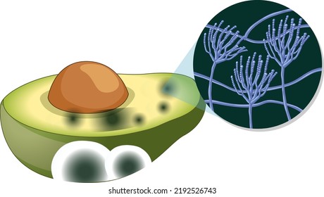 Inedible decomposed avocado with mould illustration