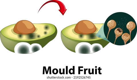 Inedible decomposed avocado with mould illustration