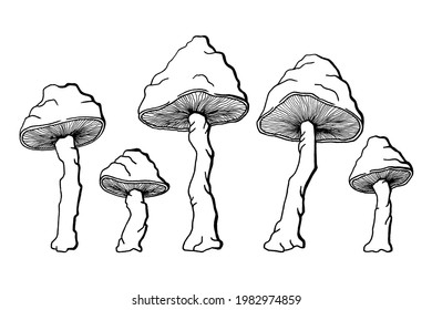 Inedible Mushrooms High Res Stock Images Shutterstock